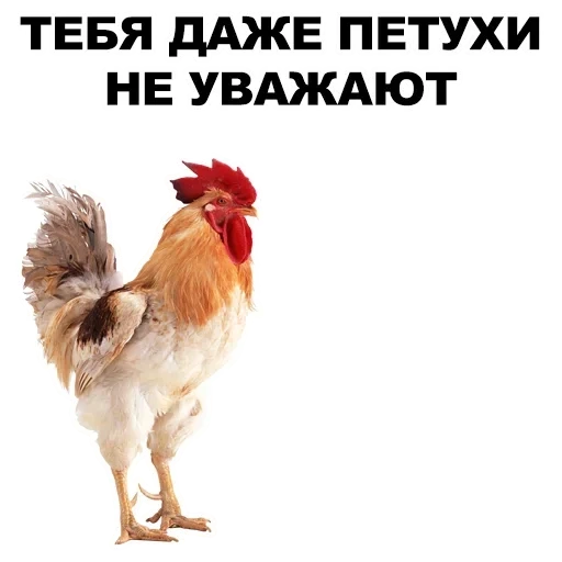 gallo, memi del gallo, due galli, gallo gallo, pollo un gallo
