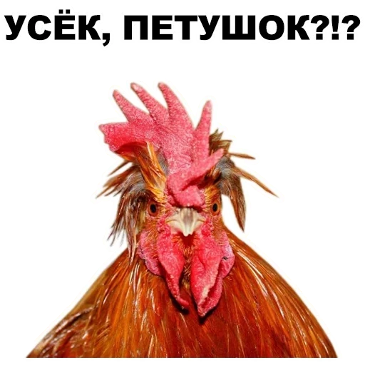 gallo, peushar, meme di gallo, gallo gallo, la testa del gallo