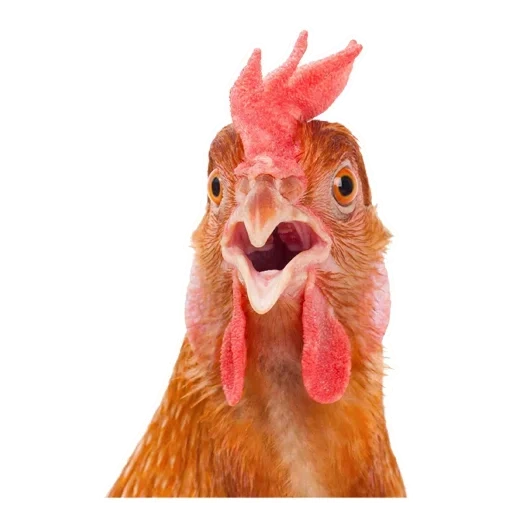 hühner, hühnerstall, der hahn, das memetische huhn, das überraschte huhn