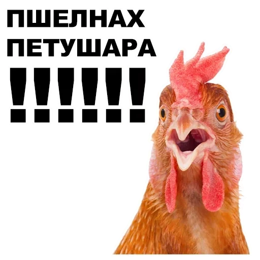 pollo, peushar, meme di pollo, pollo divertente, pollo spaventato