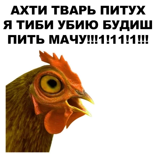 frango, ei rooster, petushar, a cabeça do galo, rooster petushar
