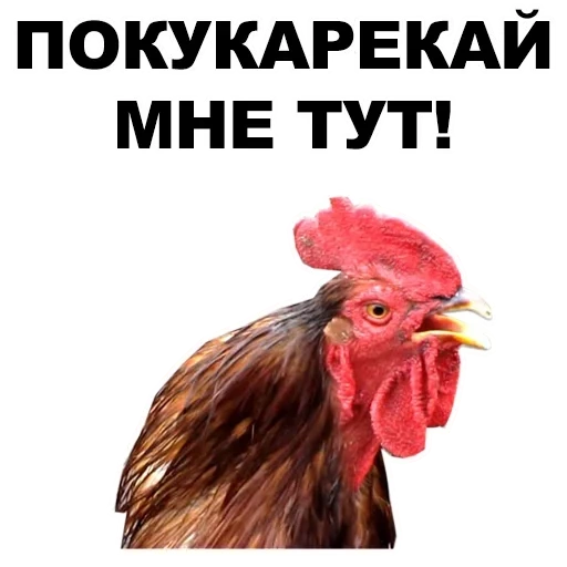 galo, ei rooster, você é um galo, petushar, meme de galo