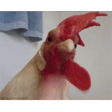 rooster, single egg, bite cock, gif member