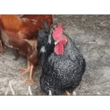 galinhas dos galos de shamo, galo malin dominante, raça galo dominante, rooster dominante tcheco, galo da raça de moscou