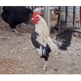 rooster, wasp, lakdanzi cock, dolkin cock breed, zagorsk salmon rooster