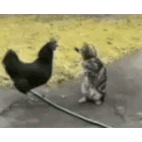 cat, animals are interesting, cat versus cock, the cat beats the rooster, interesting chicken gif