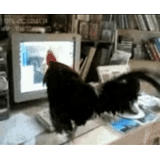 rooster, voilà le coq, rooster, coq et poulet, bite devant l'ordinateur