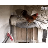 rooster, poulets, rooster, running chicken, combat de coqs de dakang