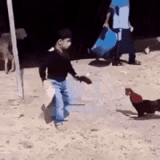 rooster, horoz, flash video, le coq est terrifié, attaque de coq