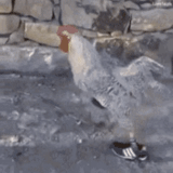 rooster, the prank of the rooster, dagestan cock, rooster sneakers, chechen cock