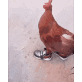 rooster, rooster, pantalon de coq, baskets pour coq, rooster loman brown