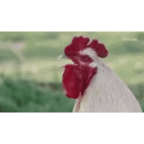 gallo, gallo gallo, la testa del gallo, rooster petukhovich, il gallo è kukarchik