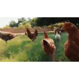 chicken, goose and chicken, poultry and chicken, chicken gif, laying hen