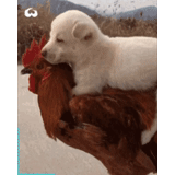 cucciolo di alabay, cane alabay, cane pastore dell'asia centrale, cane del pastore dell'asia centrale, pastore dell'asia centrale di alabai