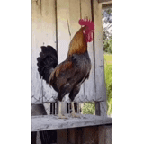 galo galo, como baitsovi rooster, cozinhando um som de galo, kukarching the rooster islam