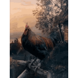 rooster 2017, coqs et poules domestiques, oiseaux et animaux, le coq chante