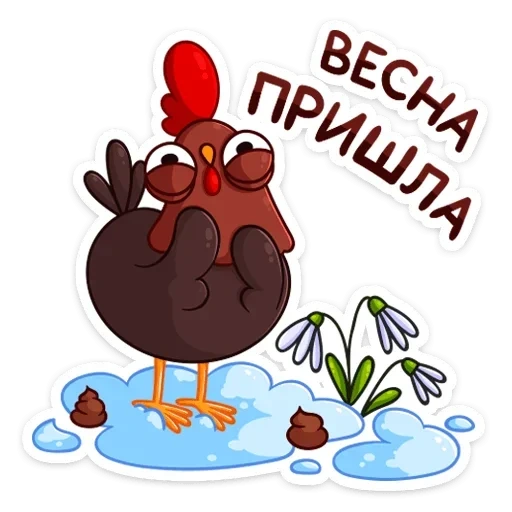 gallo, bello, cockerels, petya cockerel