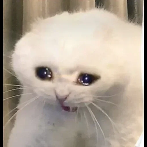 плачущие коты, плачущий котик, плачущий белый кот, грустный котик мем, мем плачущий котик