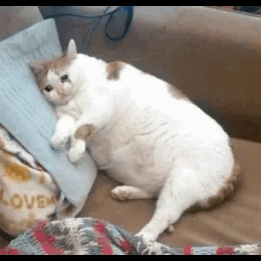 жирный кот, толстый кот, котик толстый, кошка толстая, толстый плачущий кот