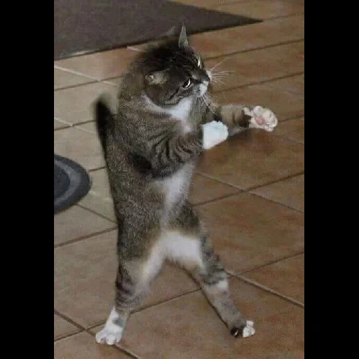 кот, кот боец, танцующий кот, танцующий котик, танцующие кошки