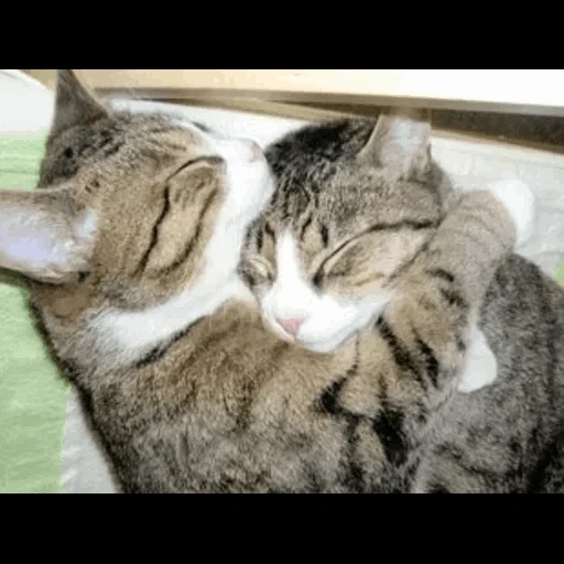 кошка, коты обнимашки, кошки обнимашки, обнимающиеся коты, обнимающиеся котики