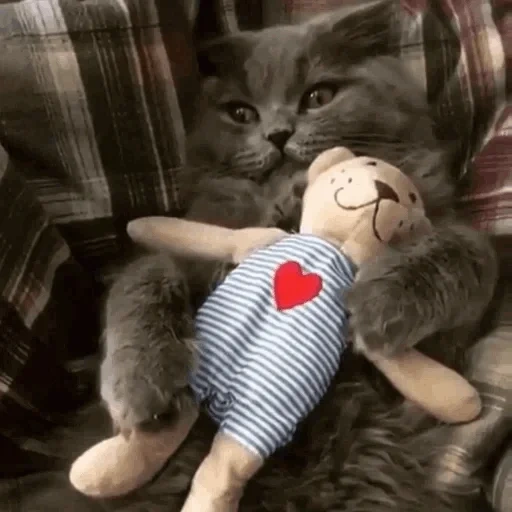 кот, котик, игрушка котик, икеа фаблер бьёрн, кот игрушкой обнимку