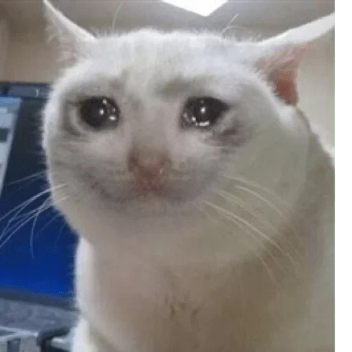 плачущие коты, мем плачущий кот, кошка плачет мем, плачущий кот мема, плачущие коты мемов