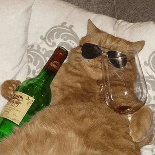 кот, бухой кот, кот вином, пьяный кот, смешной кот бутылкой