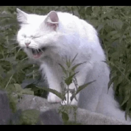 кот, кошка, кошечка, кот смеется, белый кот смеется