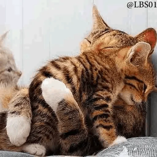 кот, кошка, ласка кошка, коты обнимаются, котики обнимаются