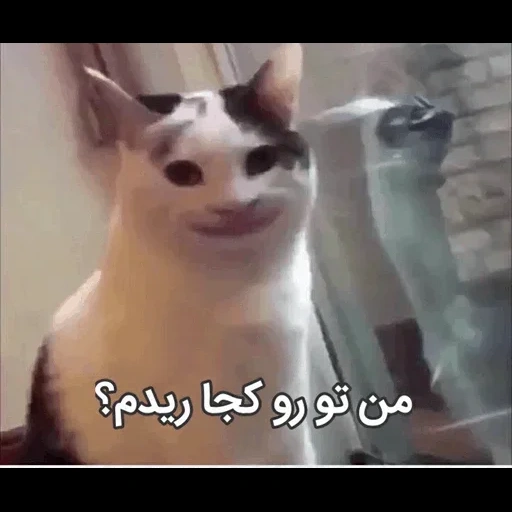 котик, кот мем, мемные коты, кот улыбается мем, котик улыбается мем