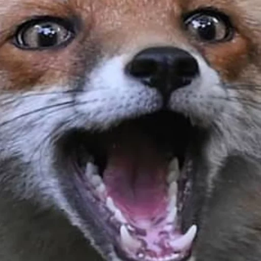 fox, fox, fox nose, evil fox, rabies fox