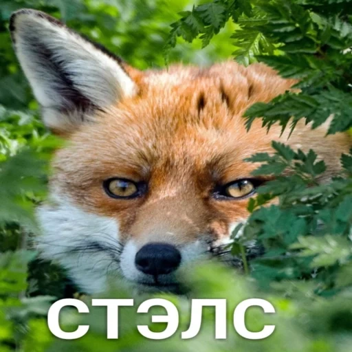 volpe, fox fyr, fox fox, fox mord, volpe rossa