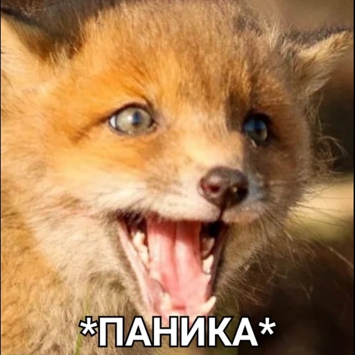 fox, evil fox, the laughter of the fox, the fox smiled, rabies fox