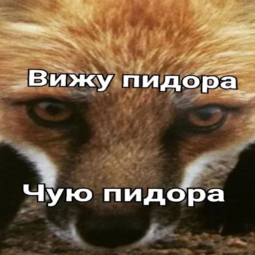 volpe, volpe, animali, fox fox, gli occhi della volpe