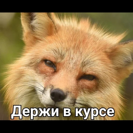 fox, fox, fox fox, face fox, the fox is cunning