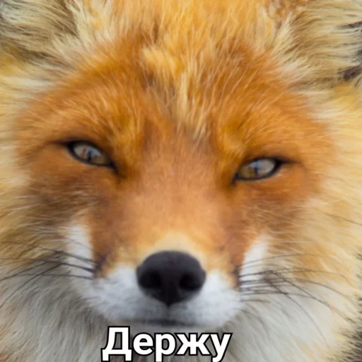 fox, renard renard, fox facial, le renard est rusé, tête de renard