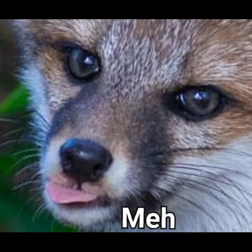 volpe, fox fox, la bocca della volpe, una volpe frenetica, fox fox