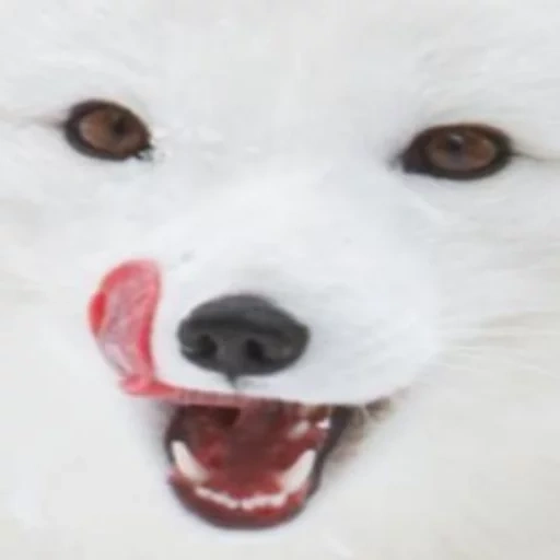 arctic fox, arctic fox face, white arctic fox, samoyeka, samoyed dog