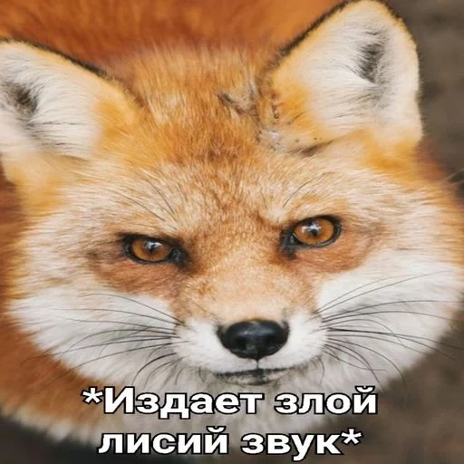 fox, mauvais renard, renard renard, face de renard, fox