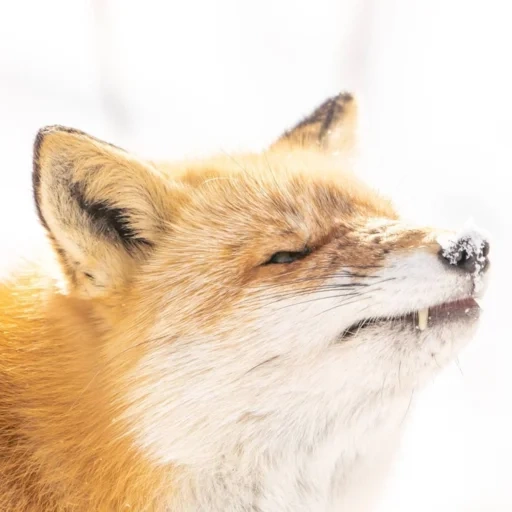 rubah, fox fox, fox mord, kepala rubah, sly fox
