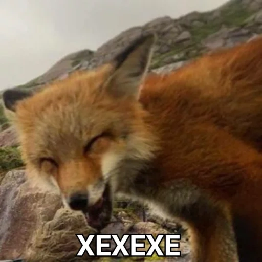 fox, fox fox, raposa vermelha, fox, a raposa é muito embaraçosa