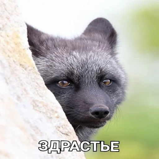 fox, black fox, brown arctic fox, black arctic fox, black-brown fox