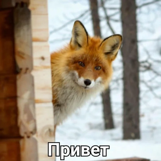 fox, fox, fox fox, red fox, fox true