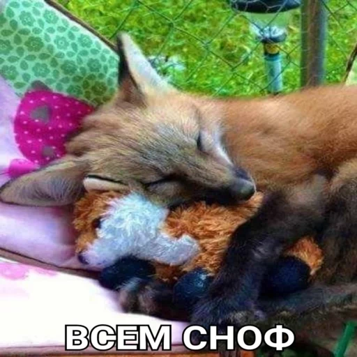 rubah, fox fox, rubah merah, fox yang mengantuk, fox fox