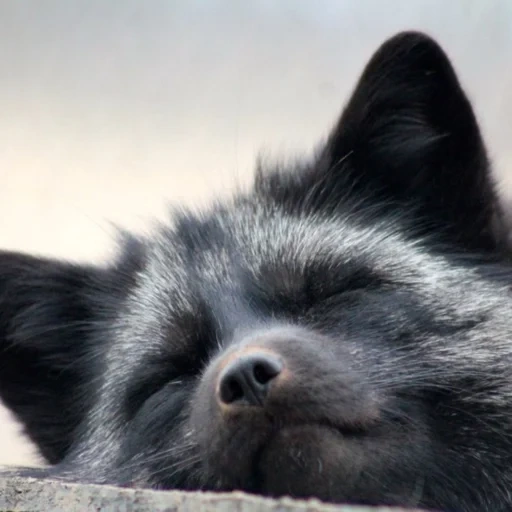 fox, silver fox, fox negro, fox marrón oscuro, fox marrón oscuro