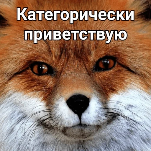 fox, fox fox, fox fox, the fox is cunning, the fox is cunning