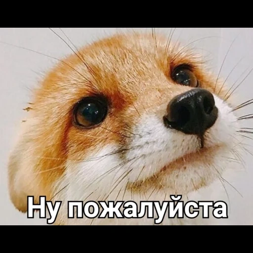 fox, here comes the fox, fox, fox fox, the fox is cute