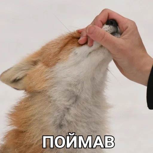 kucing, rubah, mem fox, fox fox, rubah buatan sendiri