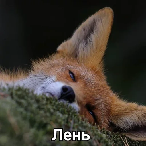 volpe, fox fox, la volpe sta dormendo, volpe rossa, smartphone nokia 1